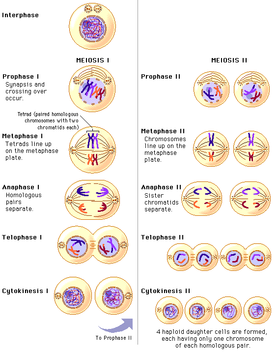 meiosis-cell-division