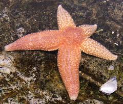 starfish regeneration science speaker regenerating dale jonathan even know weebly